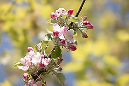 蘋果花,蘋果樹,芽