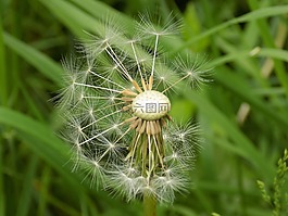 蒲公英,種子,自然