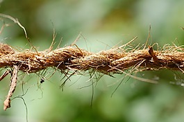 繩,性質(zhì),露水