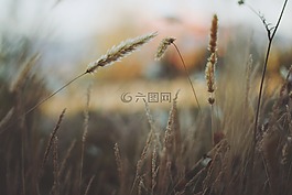 草,干,自然