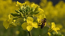 花,春天,蜜蜂