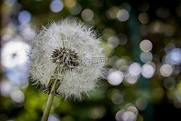 蒲公英,花,植物