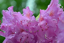 粉红色,花,杜鹃