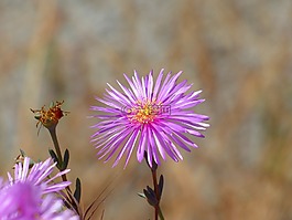 花,粉紅色的花,花蜜