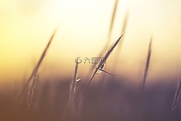 草,特写,自然