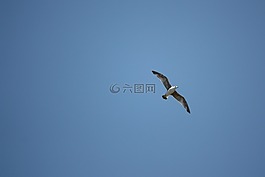 鳥,天空,鷗