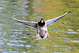 鴨,鳥(niǎo),登陸
