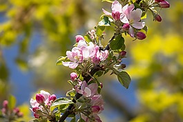 蘋果花,蘋果樹,芽