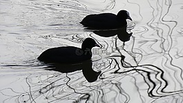 鸟,人体内的水,插图