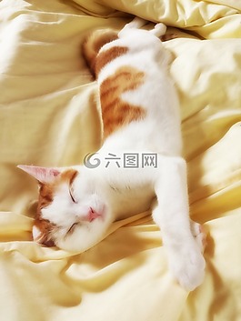 動物,貓,小貓
