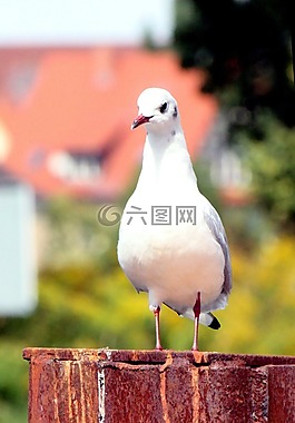 鷗,關(guān)閉,鳥