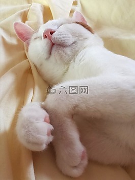 動(dòng)物,貓,小貓