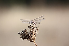 蜻蜓,昆蟲,關閉
