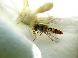 黃蜂,開花,關(guān)閉