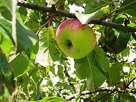 蘋(píng)果,水果,健康