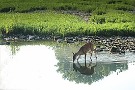 鹿,動物,野生動物