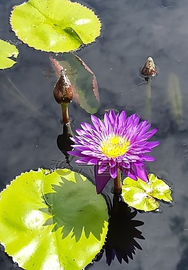 百合港口,花,池