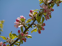 蘋果花,蘋果樹,芽