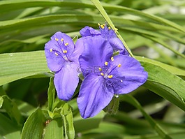 花,自然,紫色