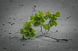 科,橡樹,取消