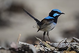 動物,動物攝影,鳥