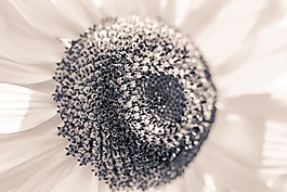 太陽花,向日葵,開花