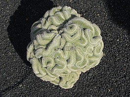 仙人掌,植物區(qū)系,花園