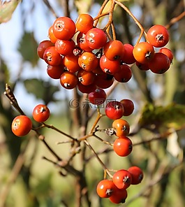 瑞典 whitebeam,貝里,屁股