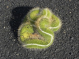 仙人掌,植物區(qū)系,花園