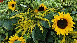 太阳花,跃点,秋季