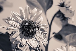 太陽花,向日葵,開花