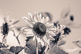 太陽(yáng)花,向日葵,開(kāi)花