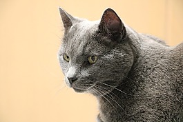 猫,灰色的猫,老猫