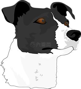 狗的頭,狗,小獵犬