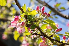 蘋果花,蘋果樹,芽