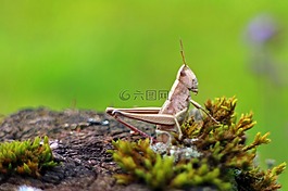場螞蚱,雛蝗屬 parallelus,蚱蜢