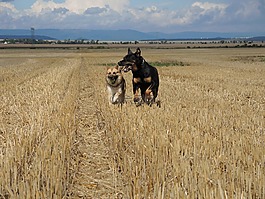 狗,動物,夏天