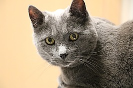猫,灰色的猫,老猫