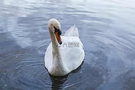 英國,蘇格蘭,動物