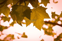 10 月,葉,葉子