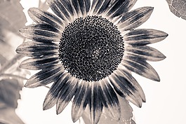 太陽花,向日葵,開花