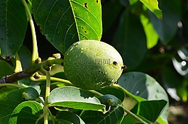 核桃,綠色,堅(jiān)果