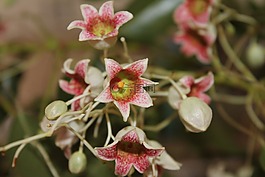 酒瓶树 populneus,瓶子树,铃花