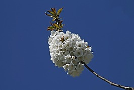 櫻花,藍(lán)春,盛開