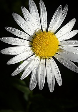 盛開(kāi),開(kāi)花,特寫(xiě)
