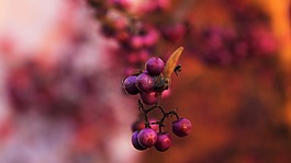 漿果,性質(zhì),廠