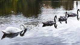 英國,蘇格蘭,動(dòng)物
