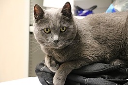 猫,灰色的猫,老猫