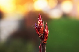 芽,秋季,紅色