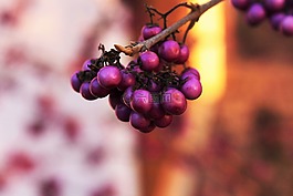 野生漿果,水果,紅色